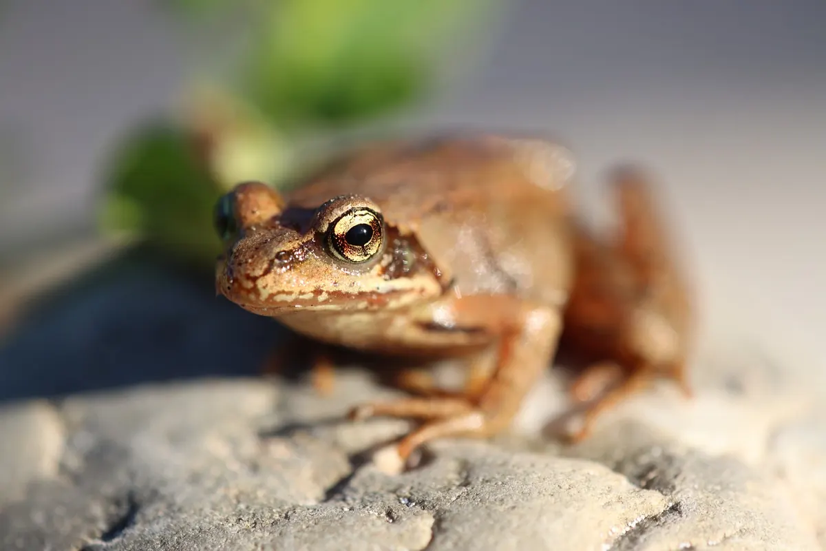 How to Survey Frogs and Toads in Your Local Marsh