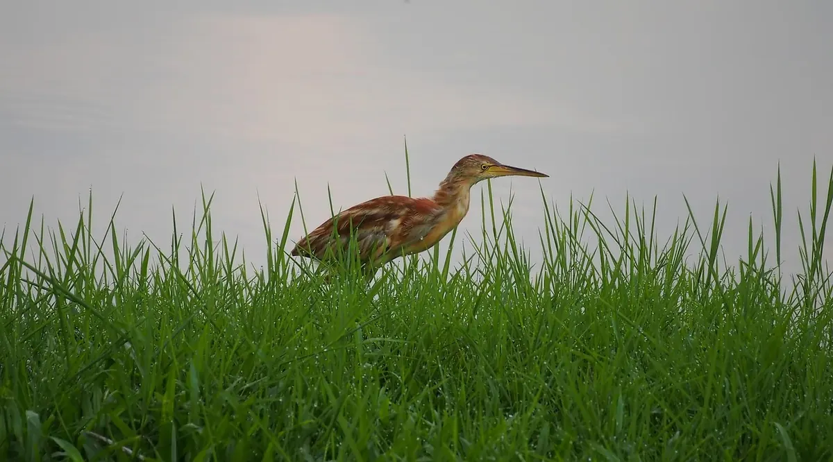 Marsh Birds of the UK: A Guide to Bitterns, Bearded Tits and Water Rails