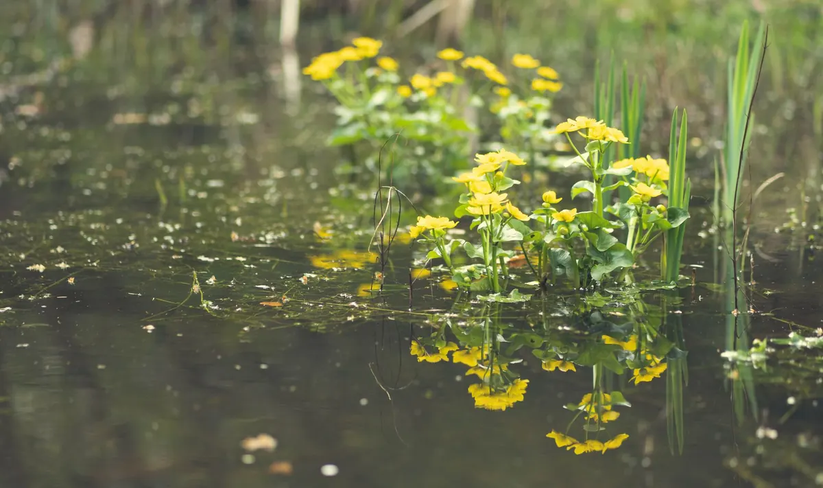 Native Marginal Plants for Small Wetlands: A Planting Guide
