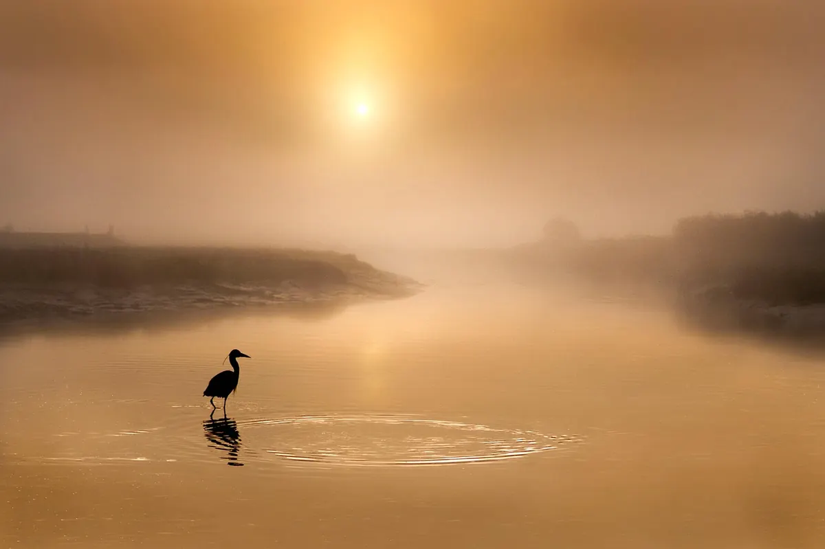 Understanding Marsh Food Webs: From Detritus to Herons